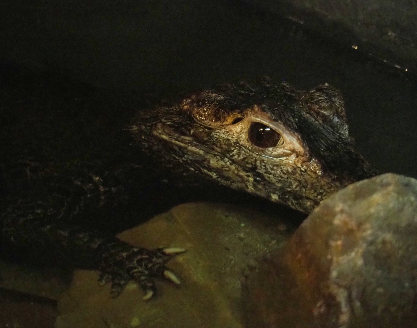 Cuvier's dwarf caiman (Paleosuchus palpebrosus), 2022-05-17