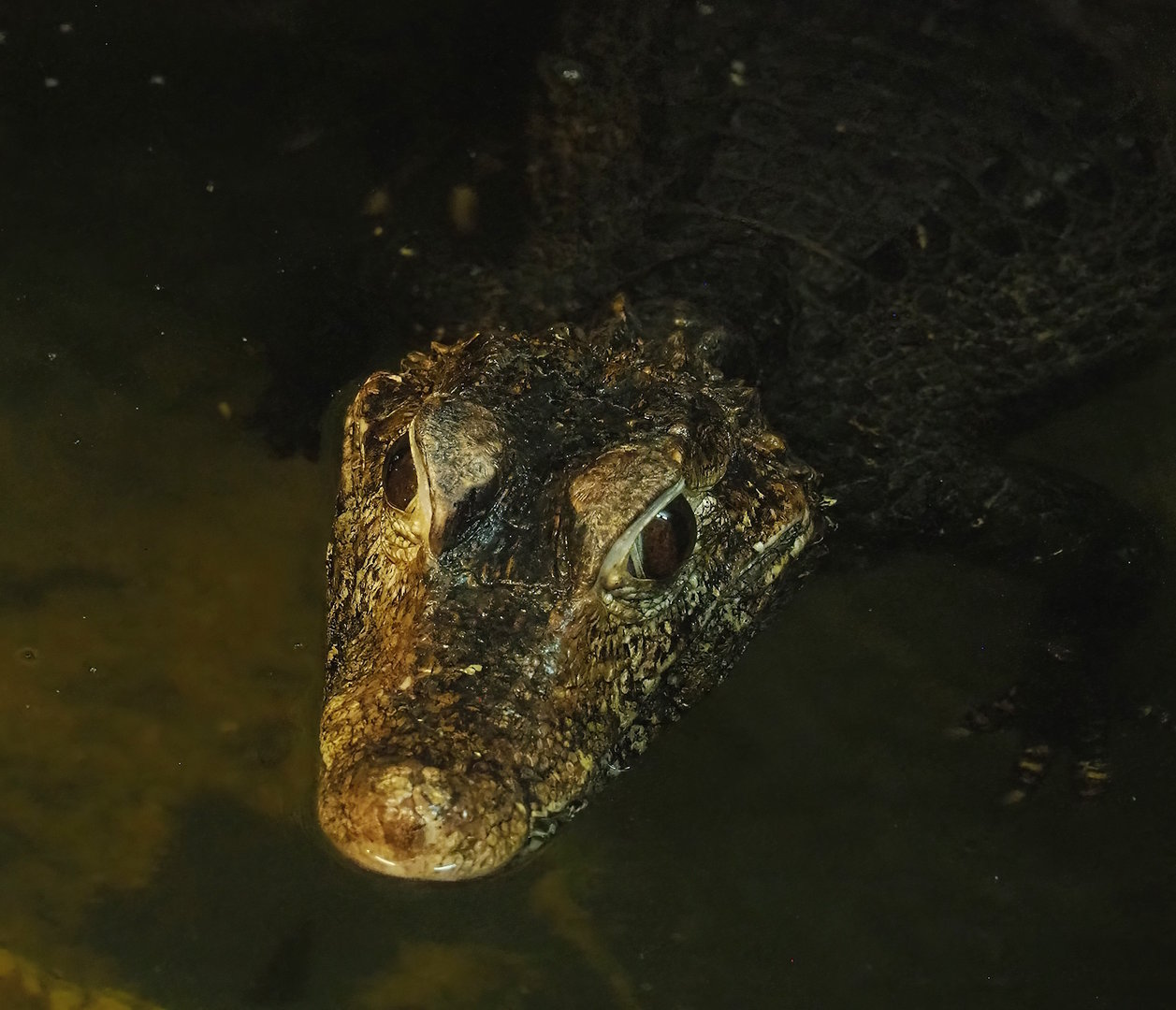 Cuvier's dwarf caiman (Paleosuchus palpebrosus), 2023-05-31
