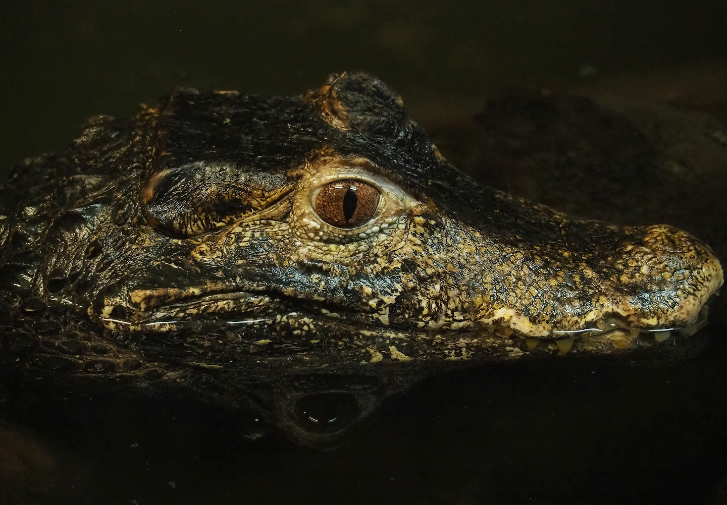 Cuvier's dwarf caiman (Paleosuchus palpebrosus), 2023-05-31