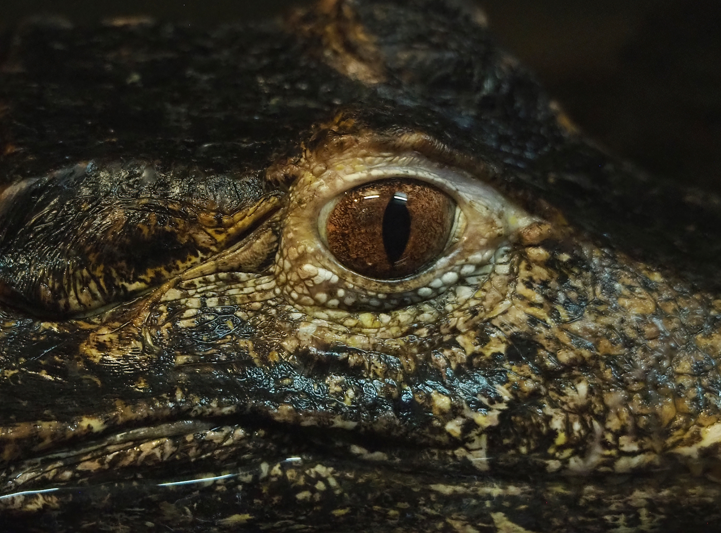 Cuvier's dwarf caiman (Paleosuchus palpebrosus), 2023-05-31