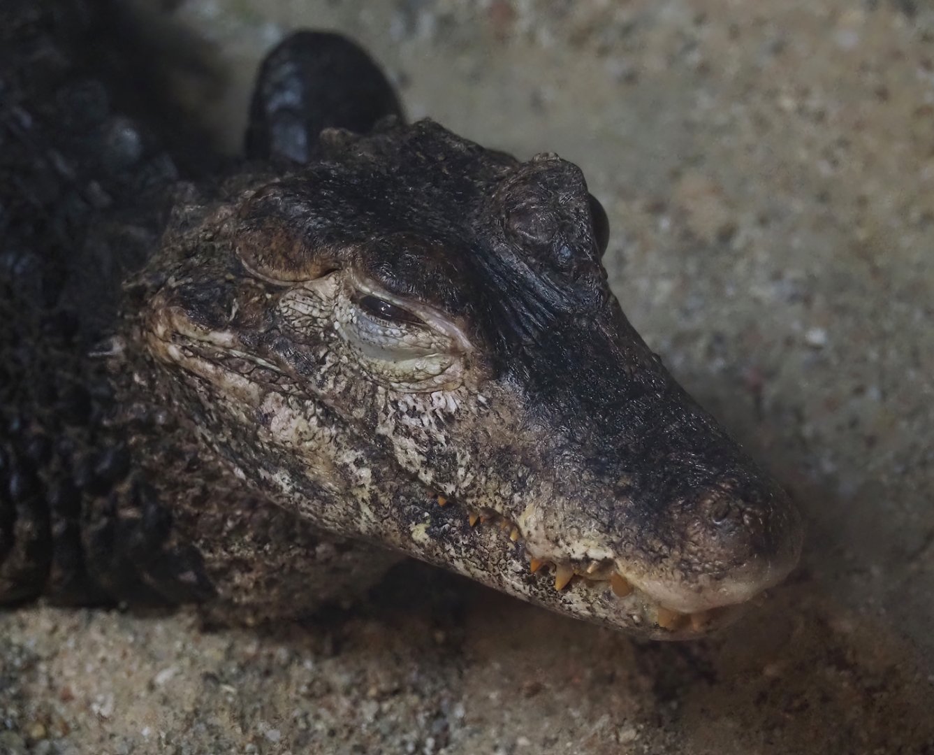Cuvier's dwarf caiman (Paleosuchus palpebrosus), 2024-04-14