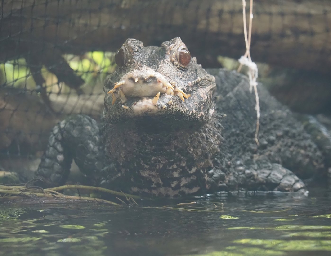 Cuvier's dwarf caiman (Paleosuchus palpebrosus), 2024-06-30