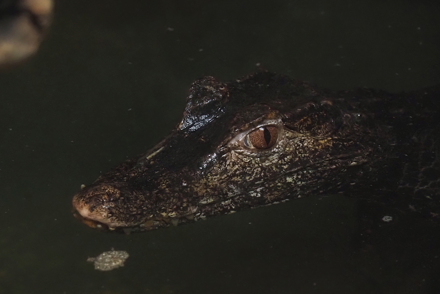 Cuvier's dwarf caiman (Paleosuchus palpebrosus), 2025-04-12