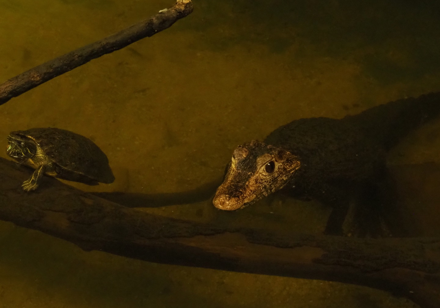 Cuvier's dwarf caiman (Paleosuchus palpebrosus) and Cumberland slider (Trachemys scripta troostii), 2019-04-06