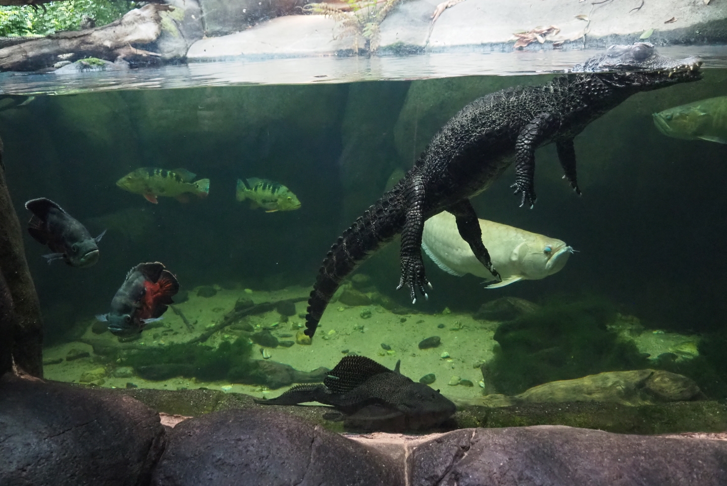 Cuvier's dwarf caiman (Paleosuchus palpebrosus) and fish (Nov 10th, 2018)