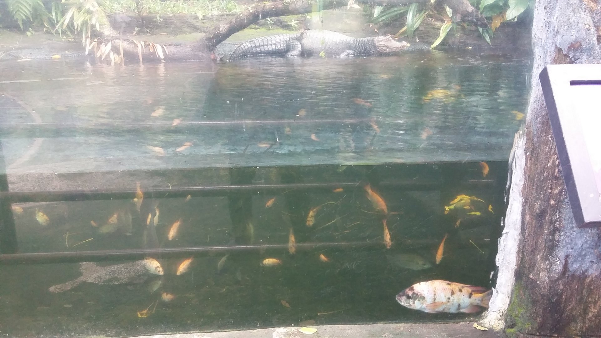 Cuvier's dwarf caiman (Paleosuchus palpebrosus) and Nile tilapia (Oreochromis niloticus)