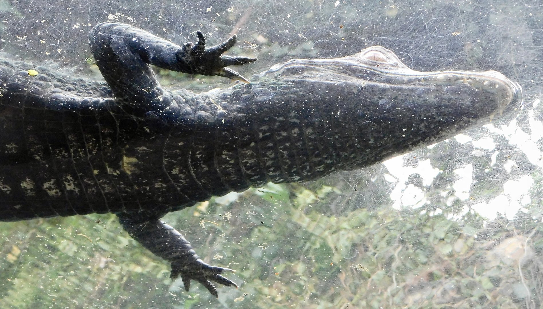 Cuvier's Dwarf Caiman (Paleosuchus palpebrosus) December 6, 2025