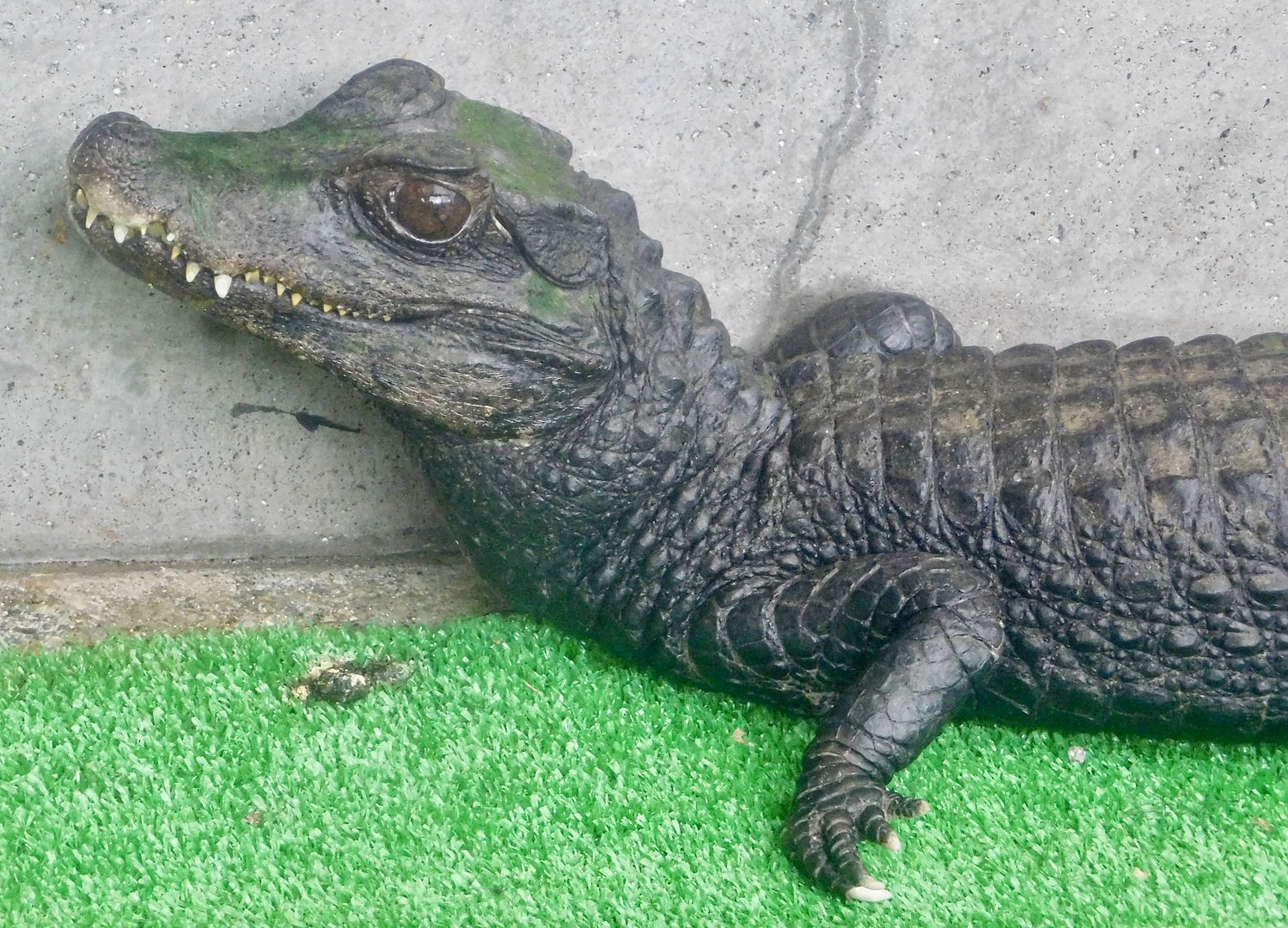 Cuvier's Dwarf Caiman (Paleosuchus palpebrosus) December 6, 2025