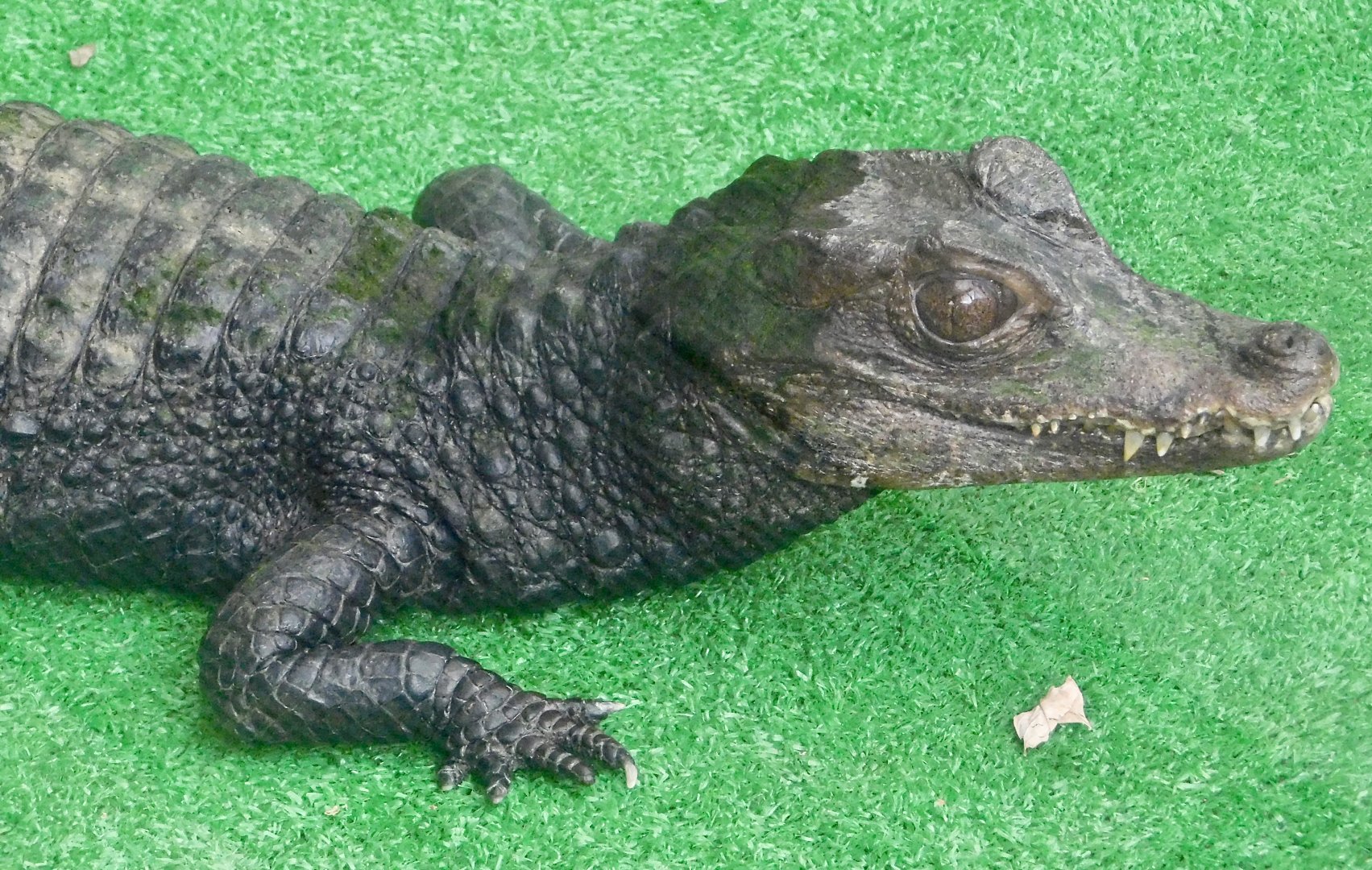Cuvier's Dwarf Caiman (Paleosuchus palpebrosus) December 6, 2025