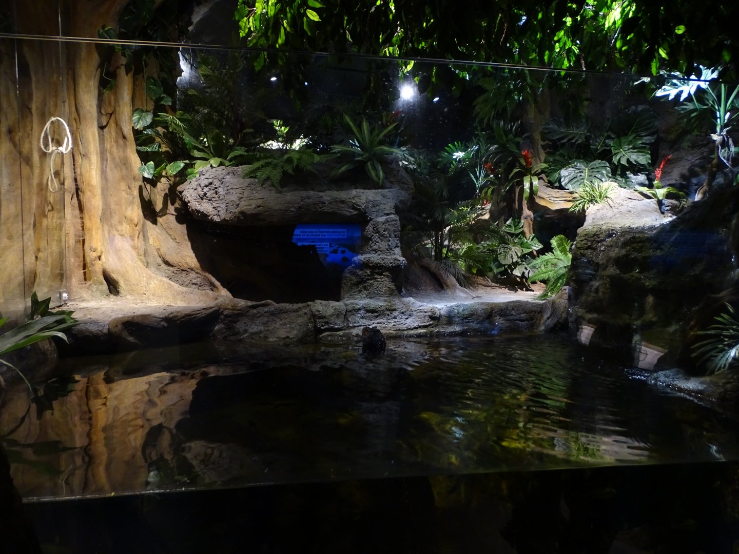 Cuvier's dwarf caiman (Paleosuchus palpebrosus) exhibit