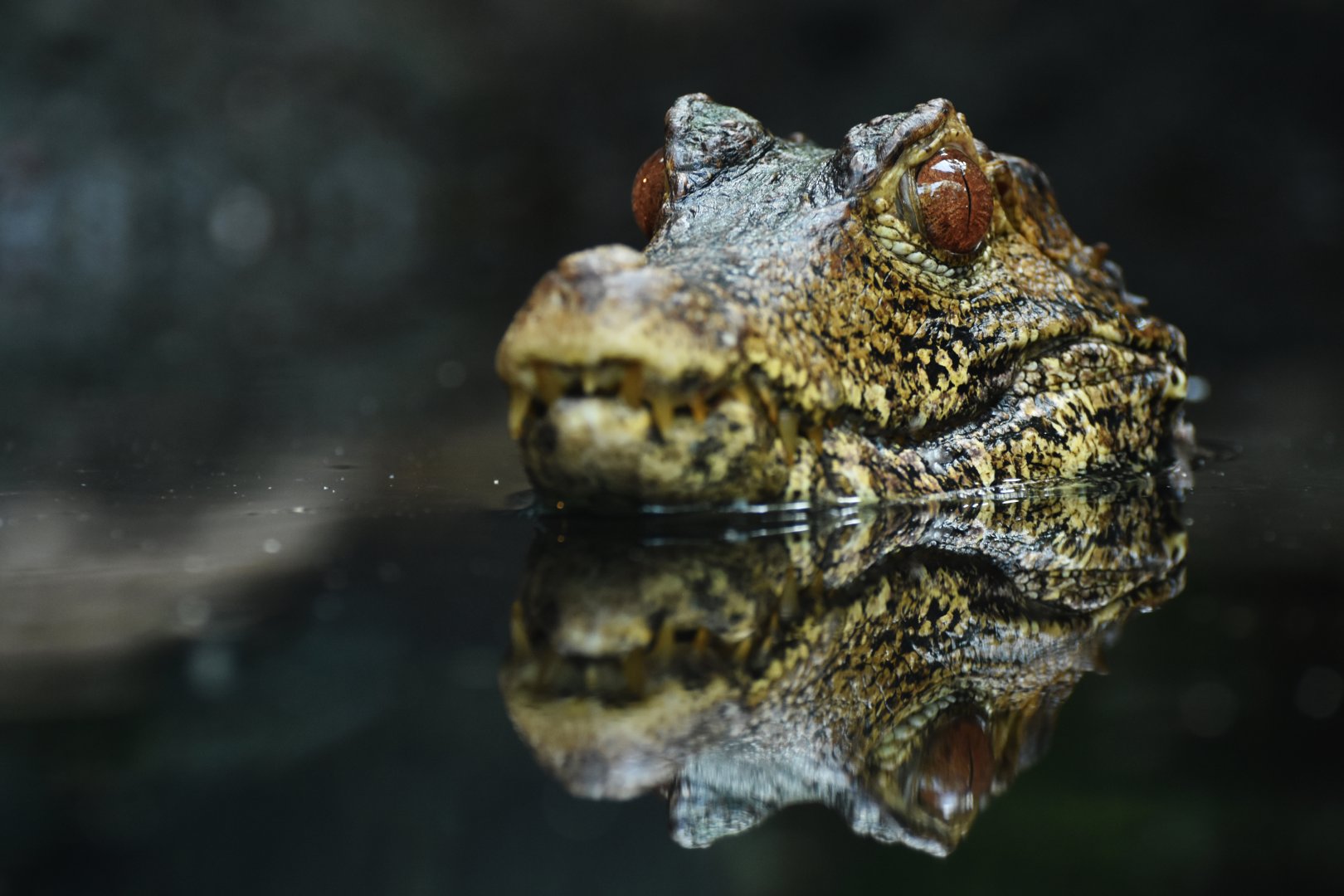 Cuvier's dwarf caiman (Paleosuchus palpebrosus)