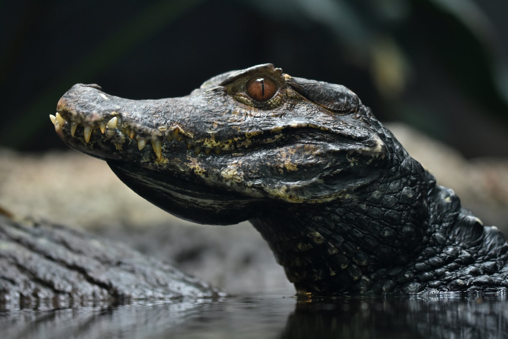Cuvier's dwarf caiman (Paleosuchus palpebrosus)