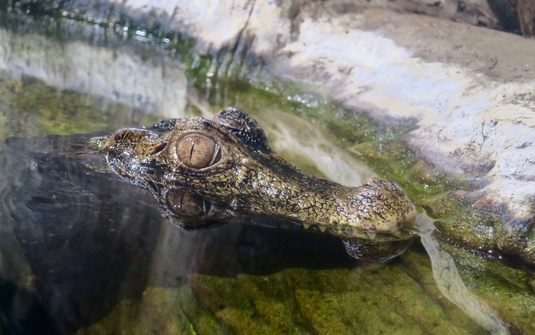 Cuvier's Dwarf Caiman (Paleosuchus palpebrosus)