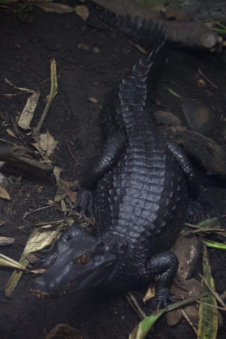 Cuvier's dwarf caiman/ Paleosuchus palpebrosus