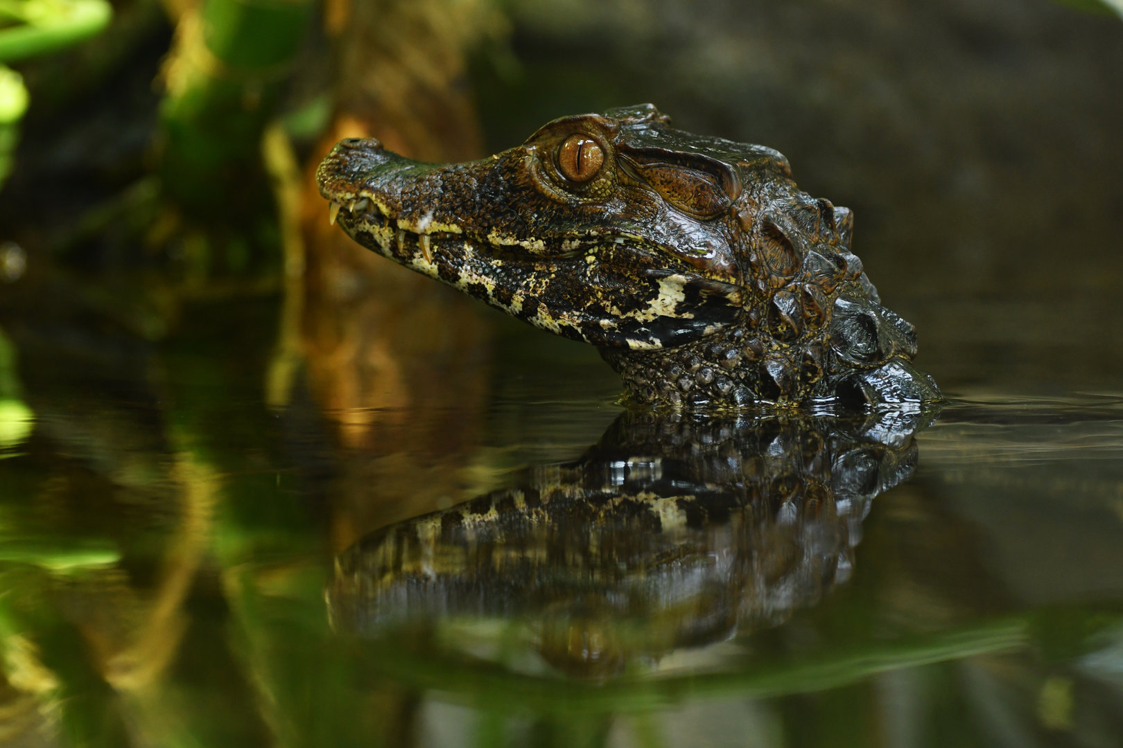 Cuvier's dwarf caiman (Paleosuchus palpebrosus)