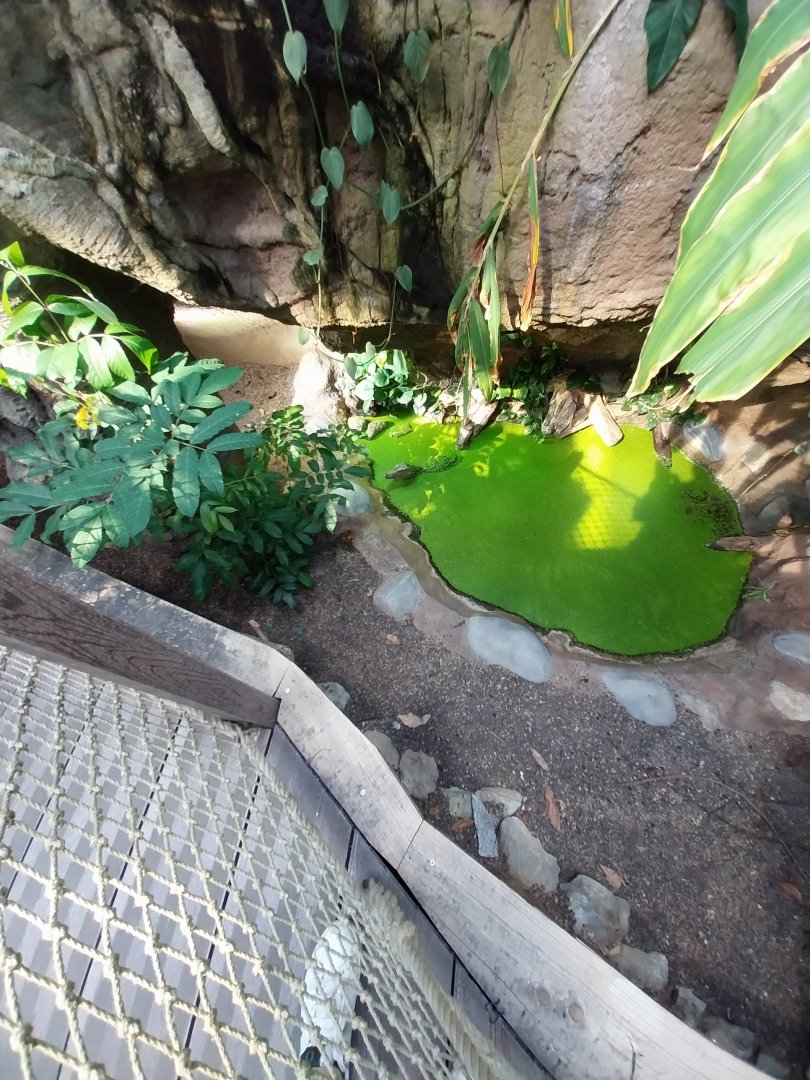 Cuvier's dwarf caiman (	Paleosuchus palpebrosus)
