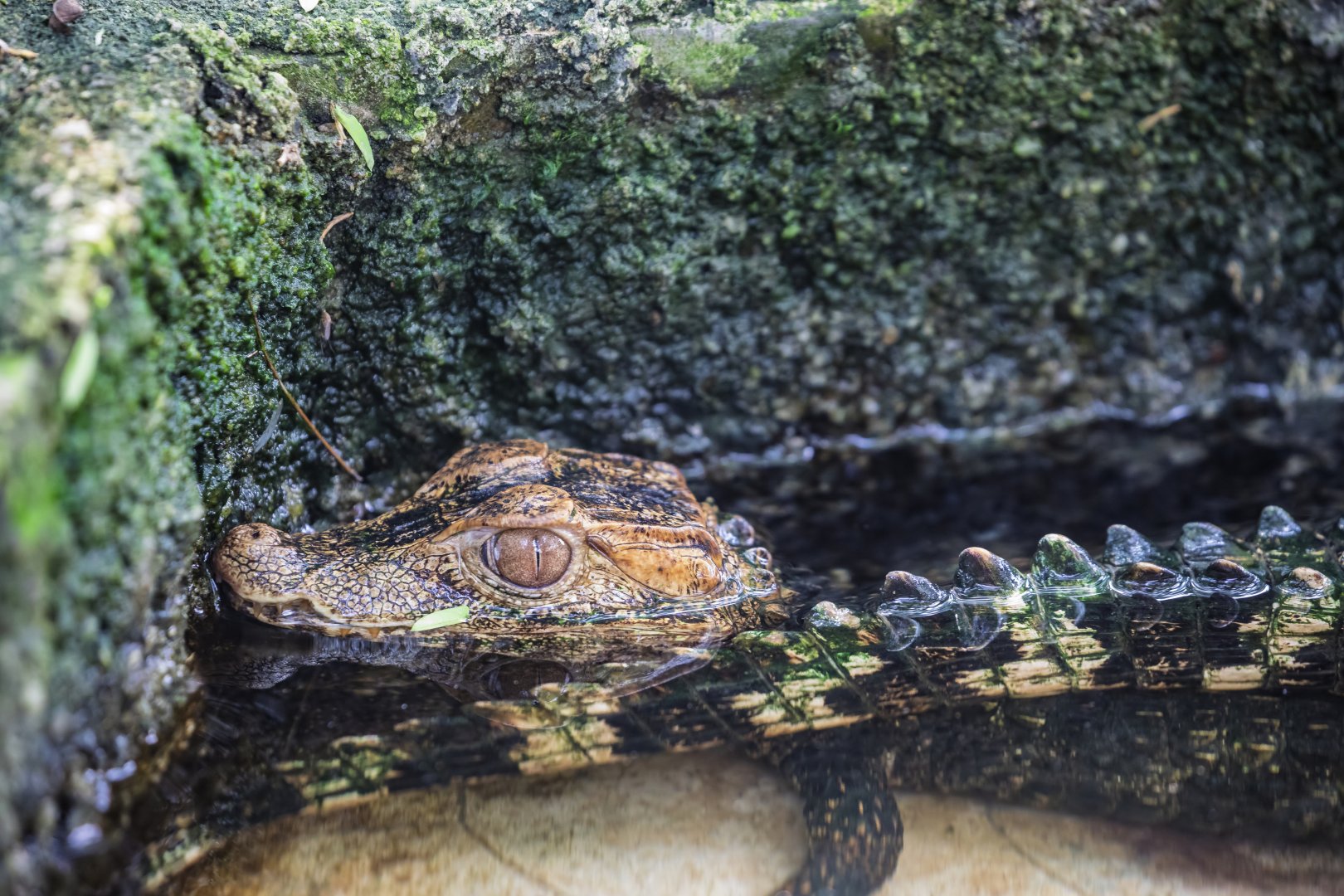 Cuvier's dwarf caiman (Paleosuchus palpebrosus)