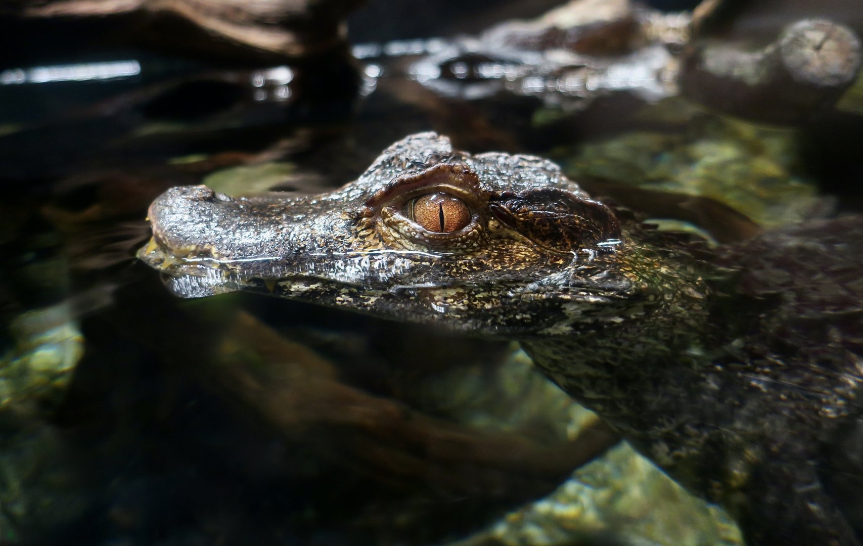 Cuvier's Dwarf Caiman (Paleosuchus palpebrosus)
