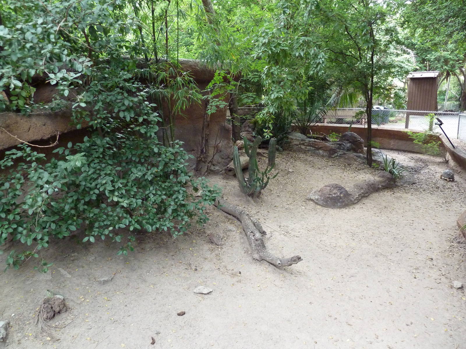 Cuvier's Dwarf Caiman/Red-Footed Tortoise Exhibit