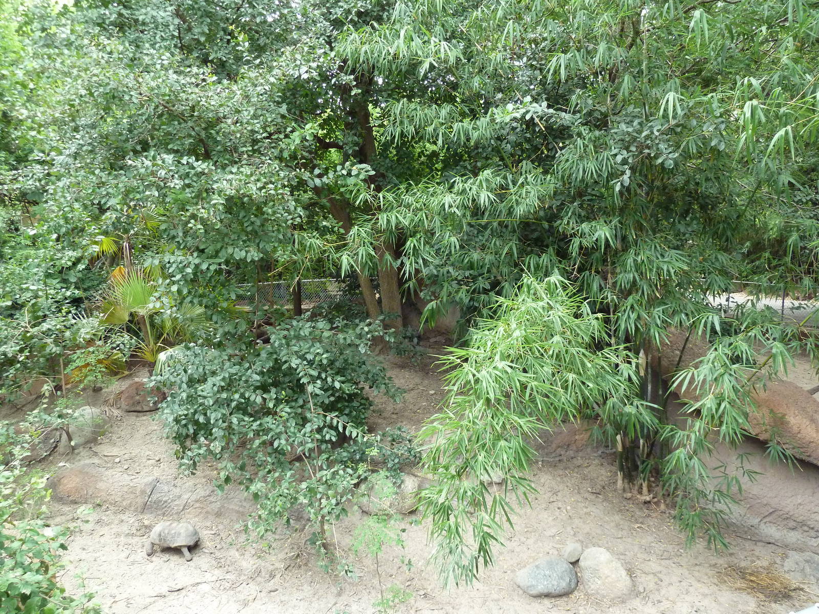 Cuvier's Dwarf Caiman/Red-Footed Tortoise Exhibit