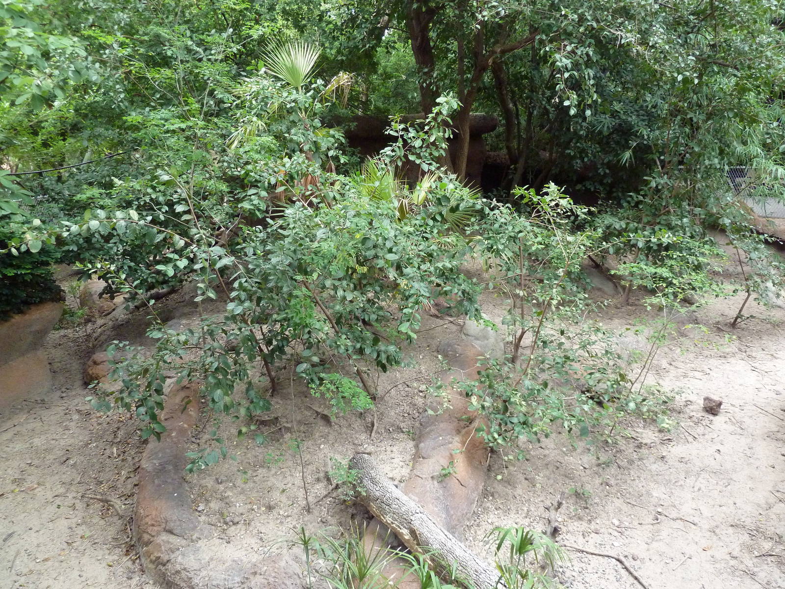 Cuvier's Dwarf Caiman/Red-Footed Tortoise Exhibit