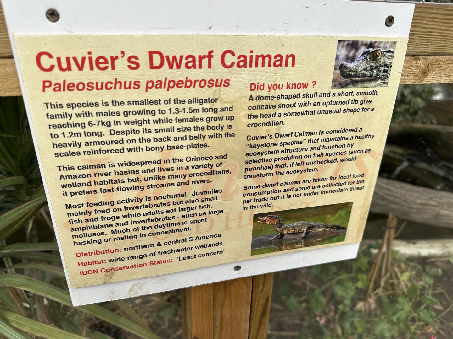 Cuvier's Dwarf Caiman Signage at Johnsons of Old Hurst (October 2023)