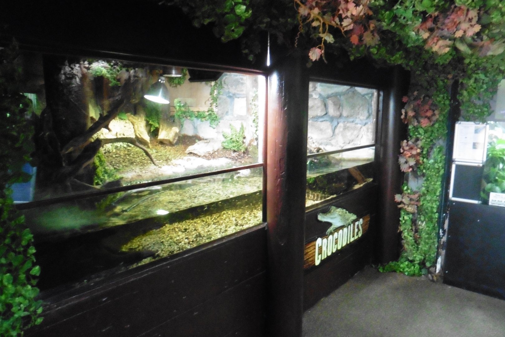 Cuvier's Dwarf Caiman tank+pool