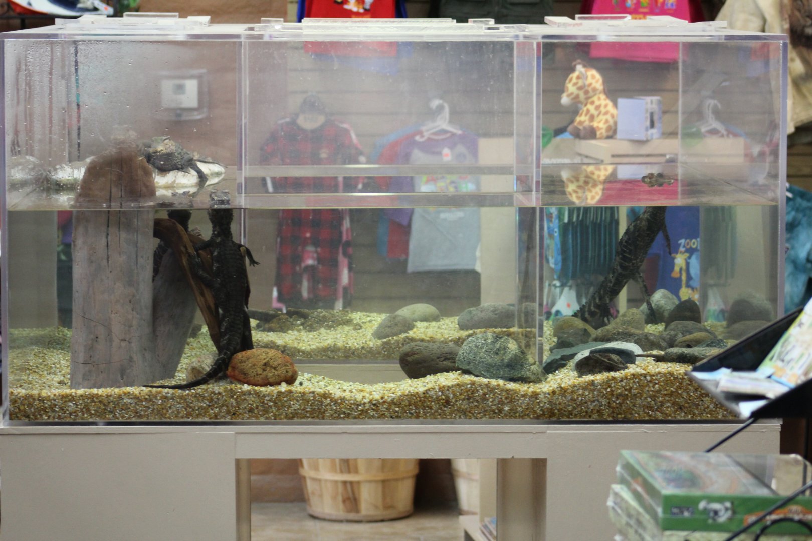 Cuvier's Dwarf Caiman Tank