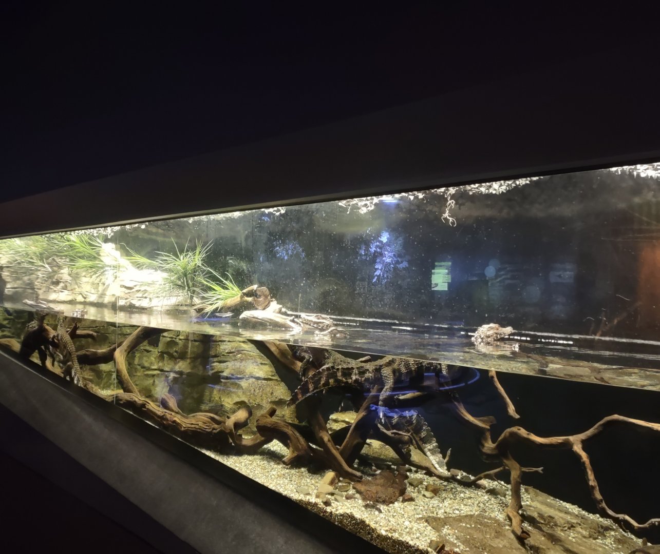 Cuvier's Dwarf Caiman Tank
