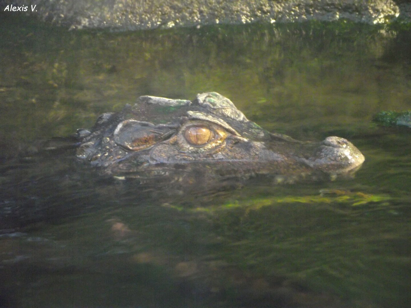Cuvier's Dwarf Caiman - Zooparc de Beauval - 13/10/2024