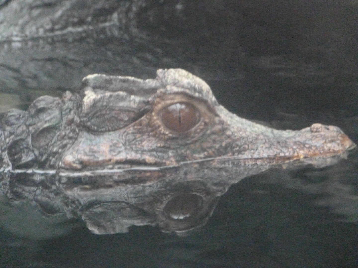 Cuvier's dwarf caiman -ZooParc de Beauval (2025)