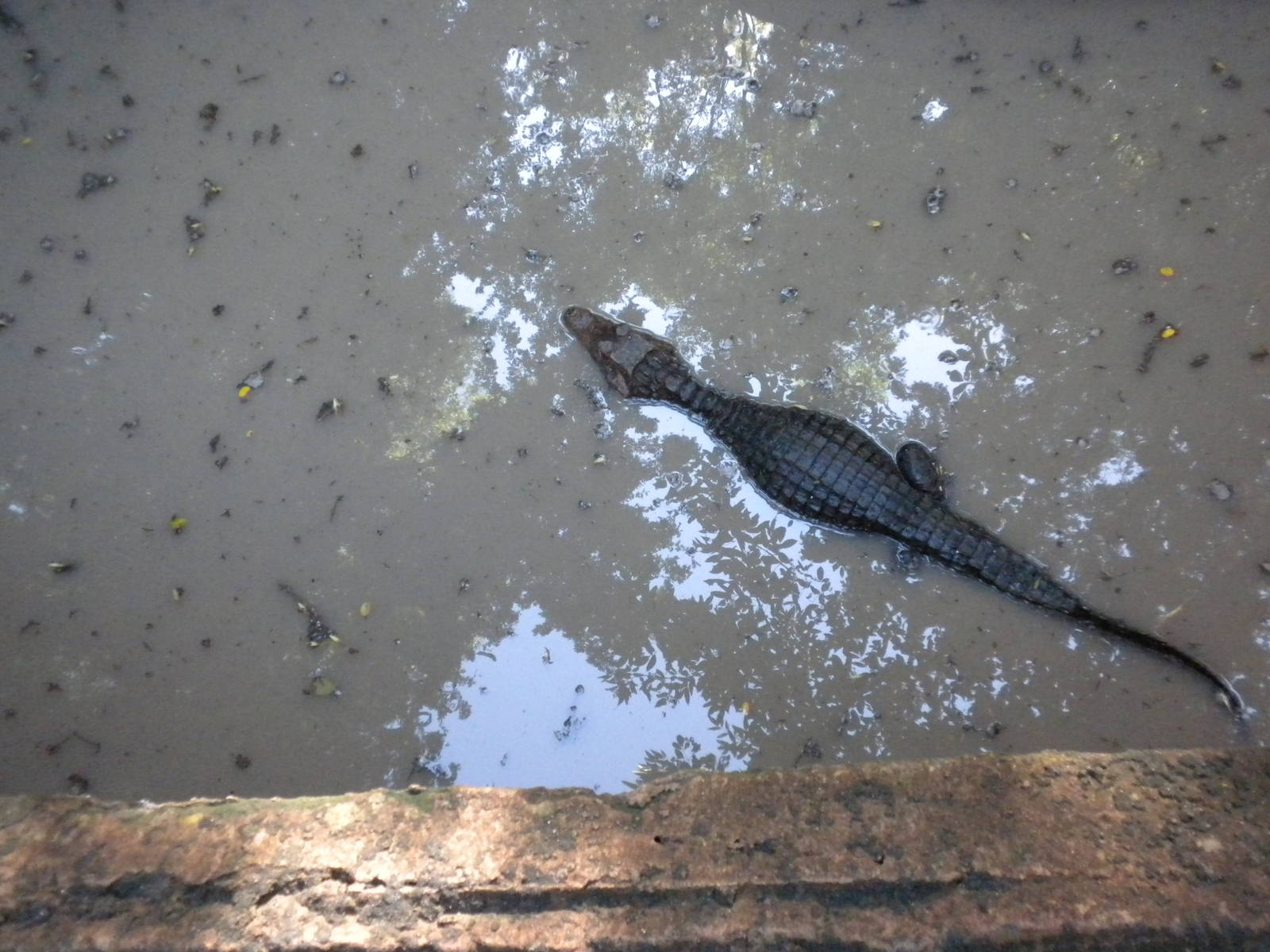 Cuvier's Dwarf Caiman