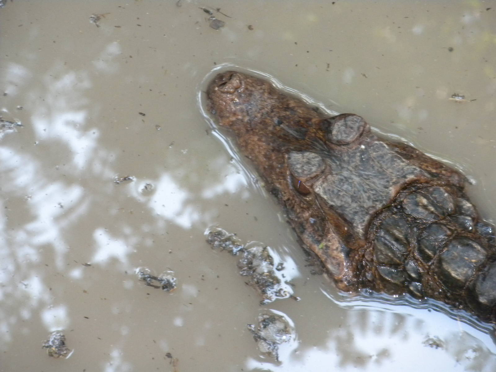 Cuvier's Dwarf Caiman
