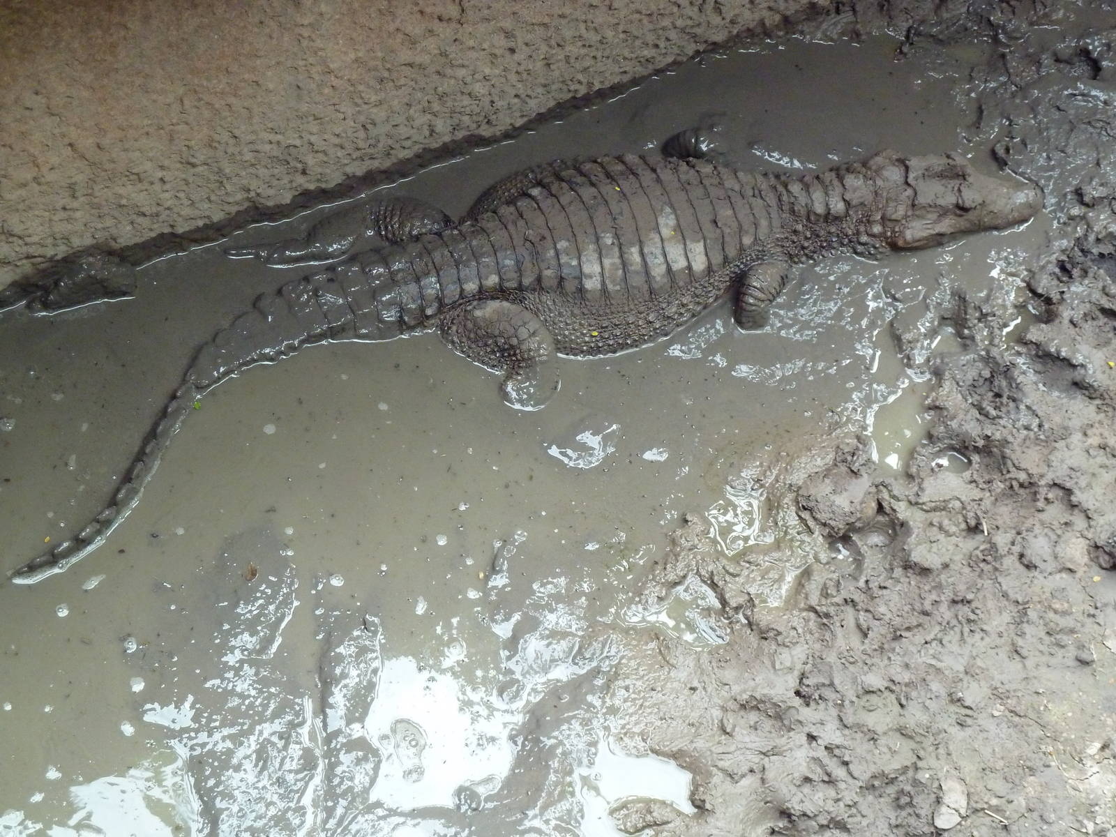 Cuvier's Dwarf Caiman