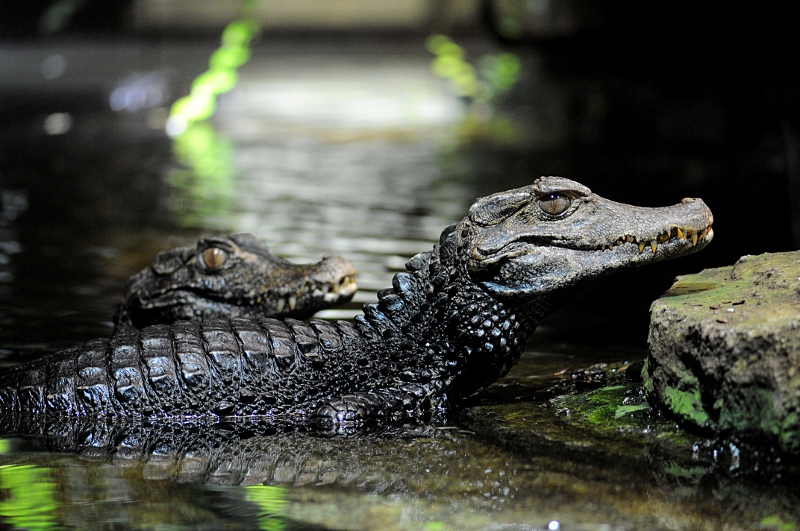 Cuvier's dwarf caiman