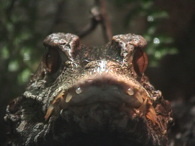 Cuvier's Dwarf Caiman