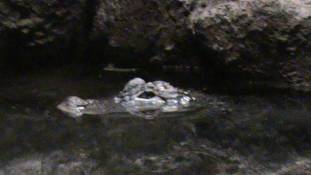 Cuvier's dwarf caiman