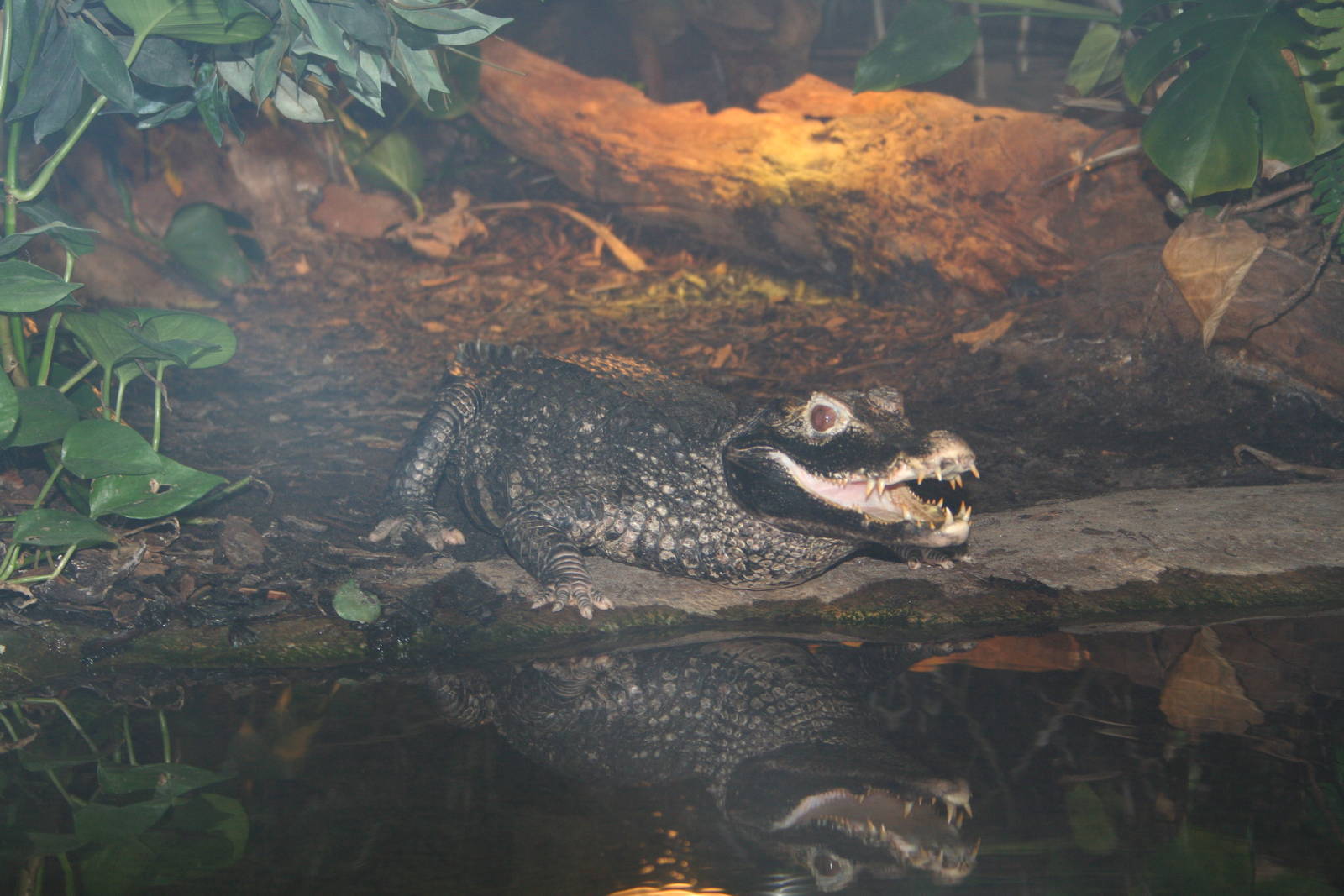 Cuvier's dwarf caiman