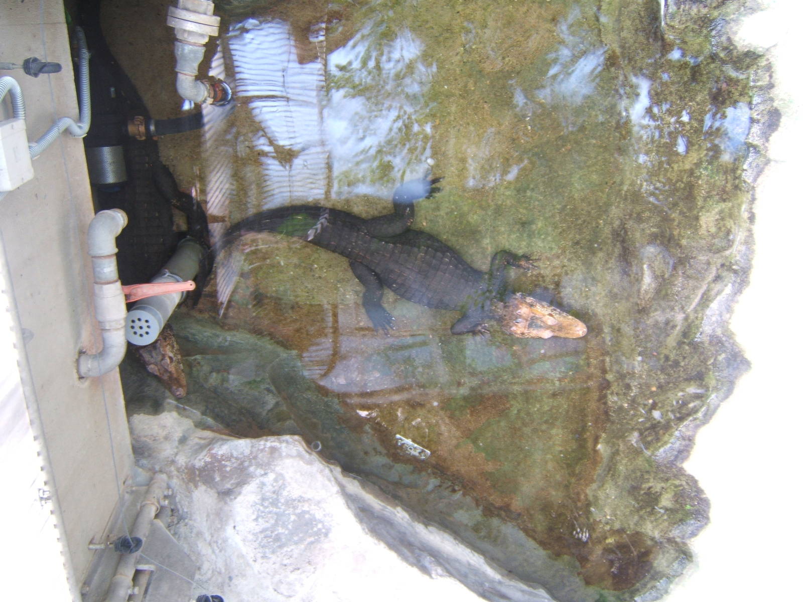 Cuviers Dwarf Caiman