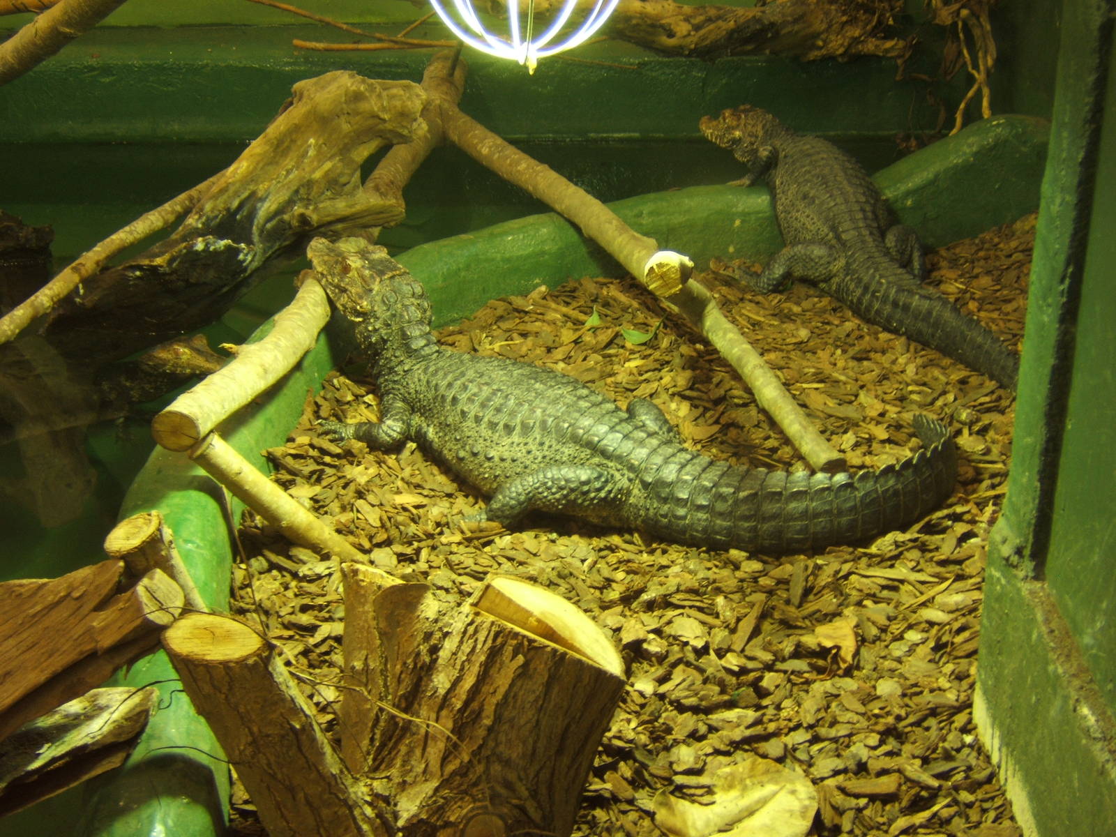 Cuviers Dwarf Caiman