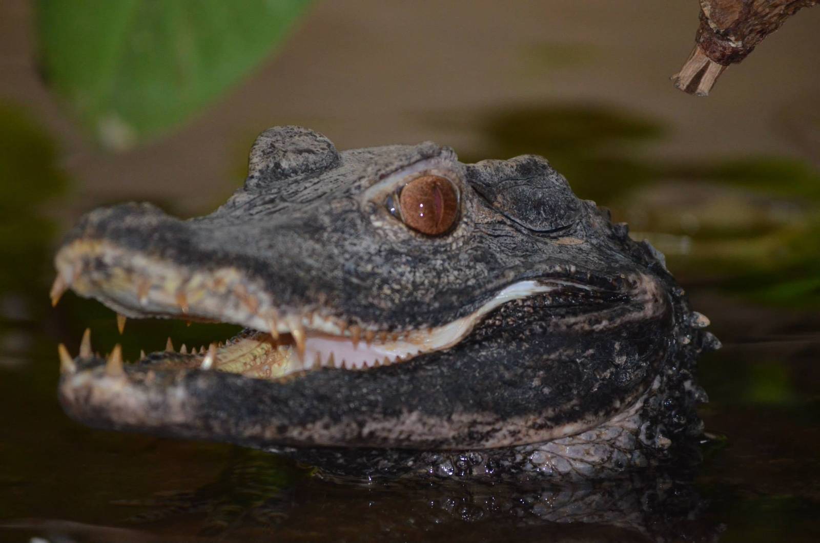 Cuvier's Dwarf Caiman
