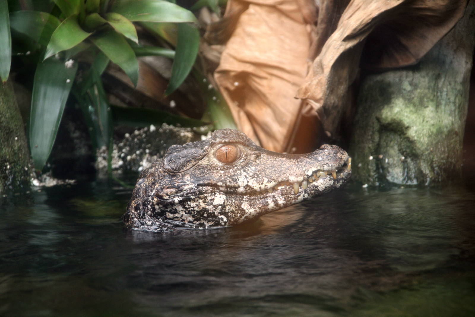 Cuvier's dwarf caiman