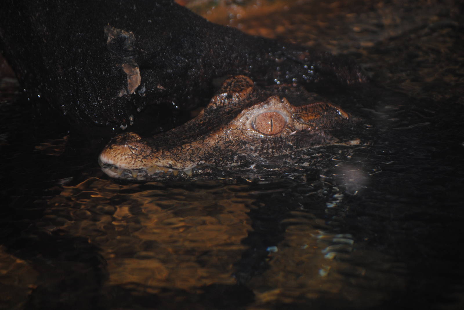 Cuvier's Dwarf Caiman