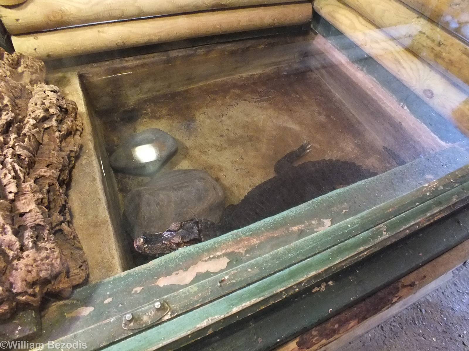 Cuvier's Dwarf Caiman