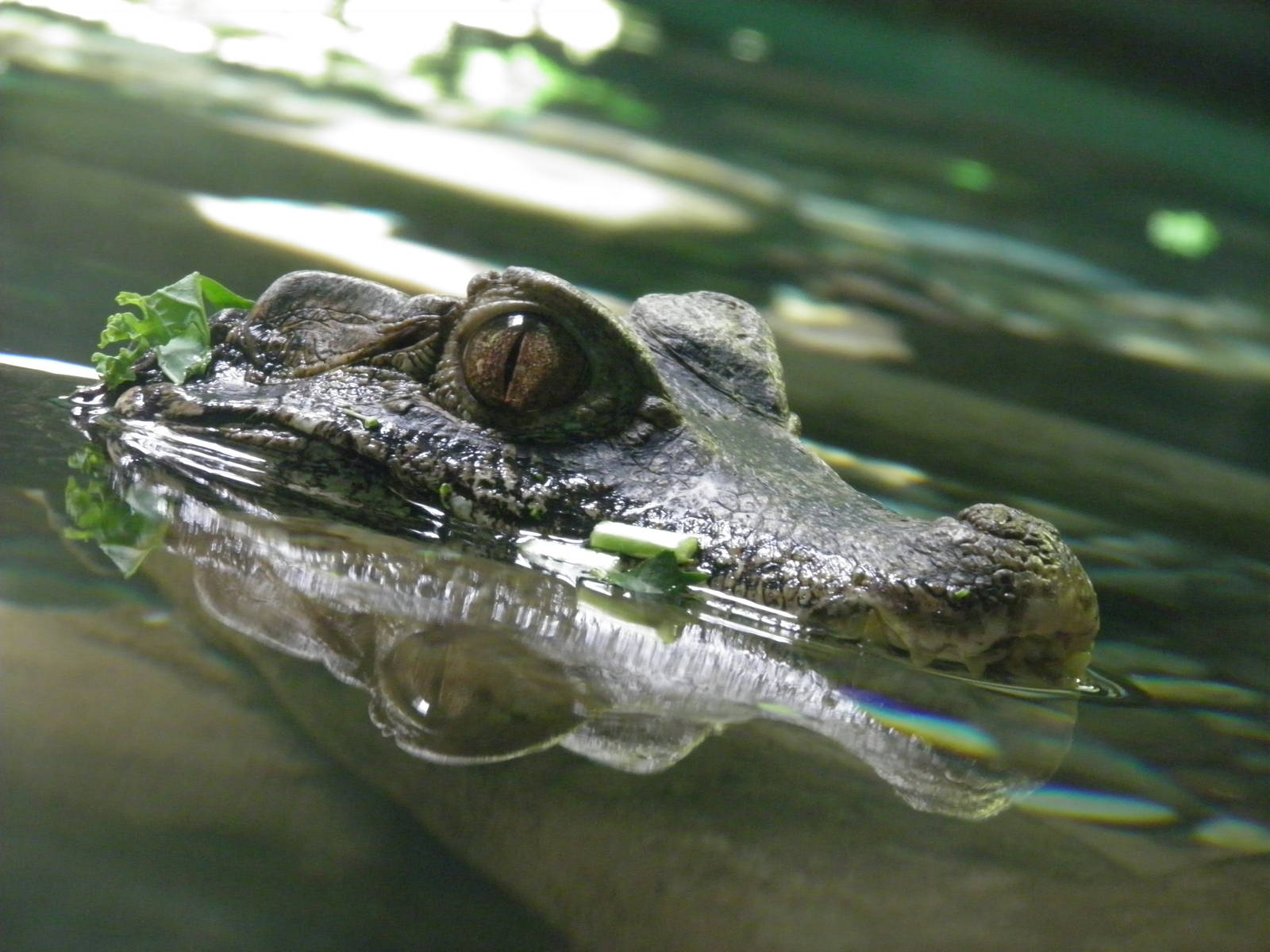 Cuvier's dwarf caiman