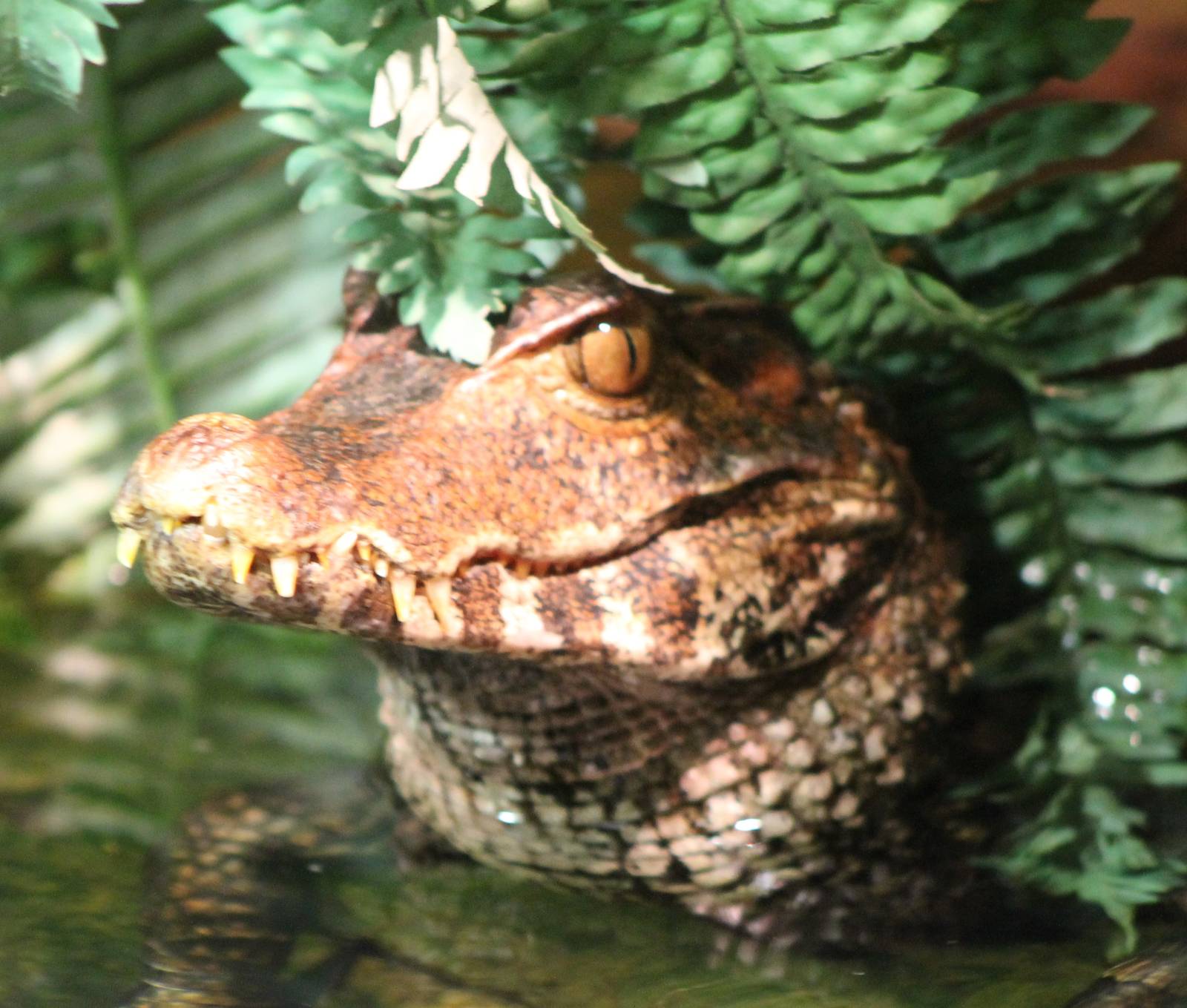 Cuvier's dwarf caiman