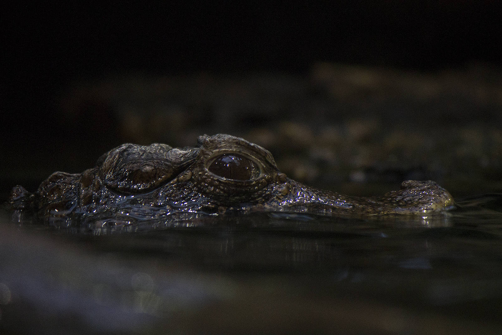 Cuvier's dwarf caiman