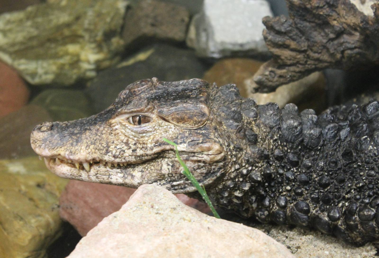 Cuvier's dwarf caiman