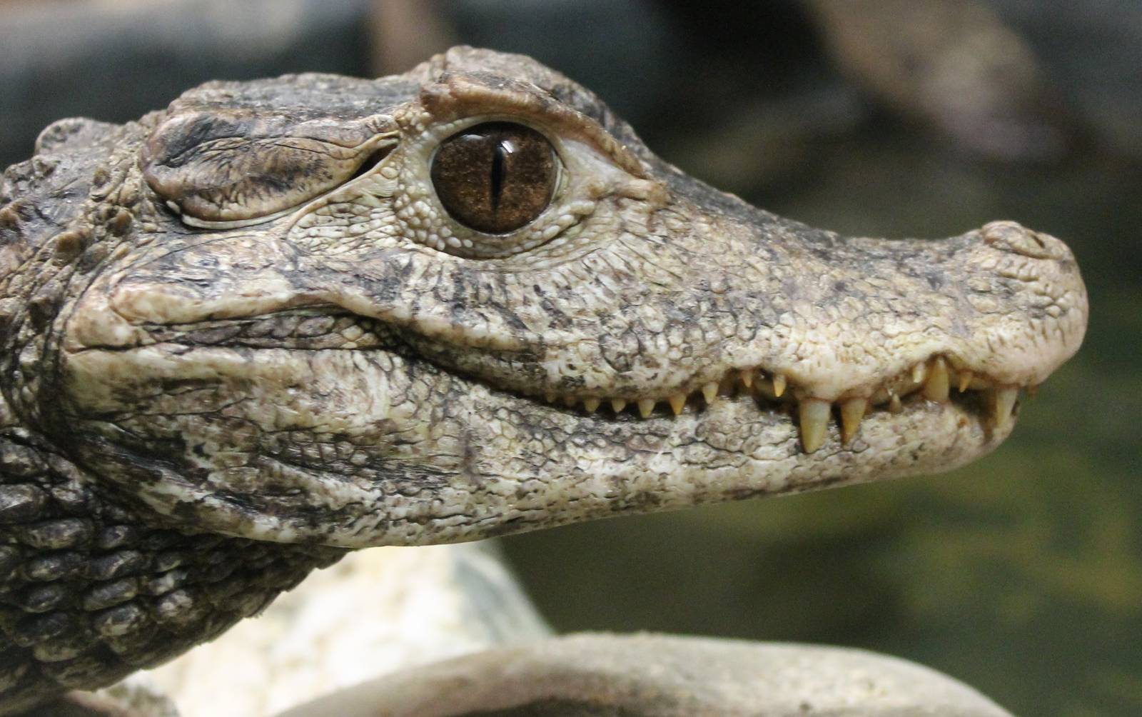 Cuvier's dwarf caiman