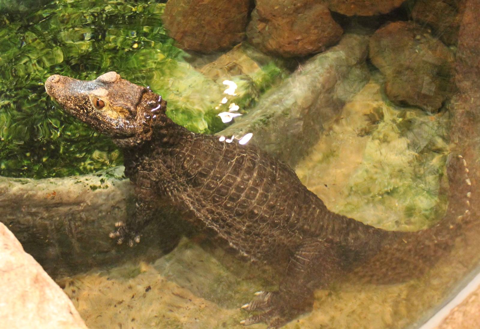 Cuvier's dwarf caiman